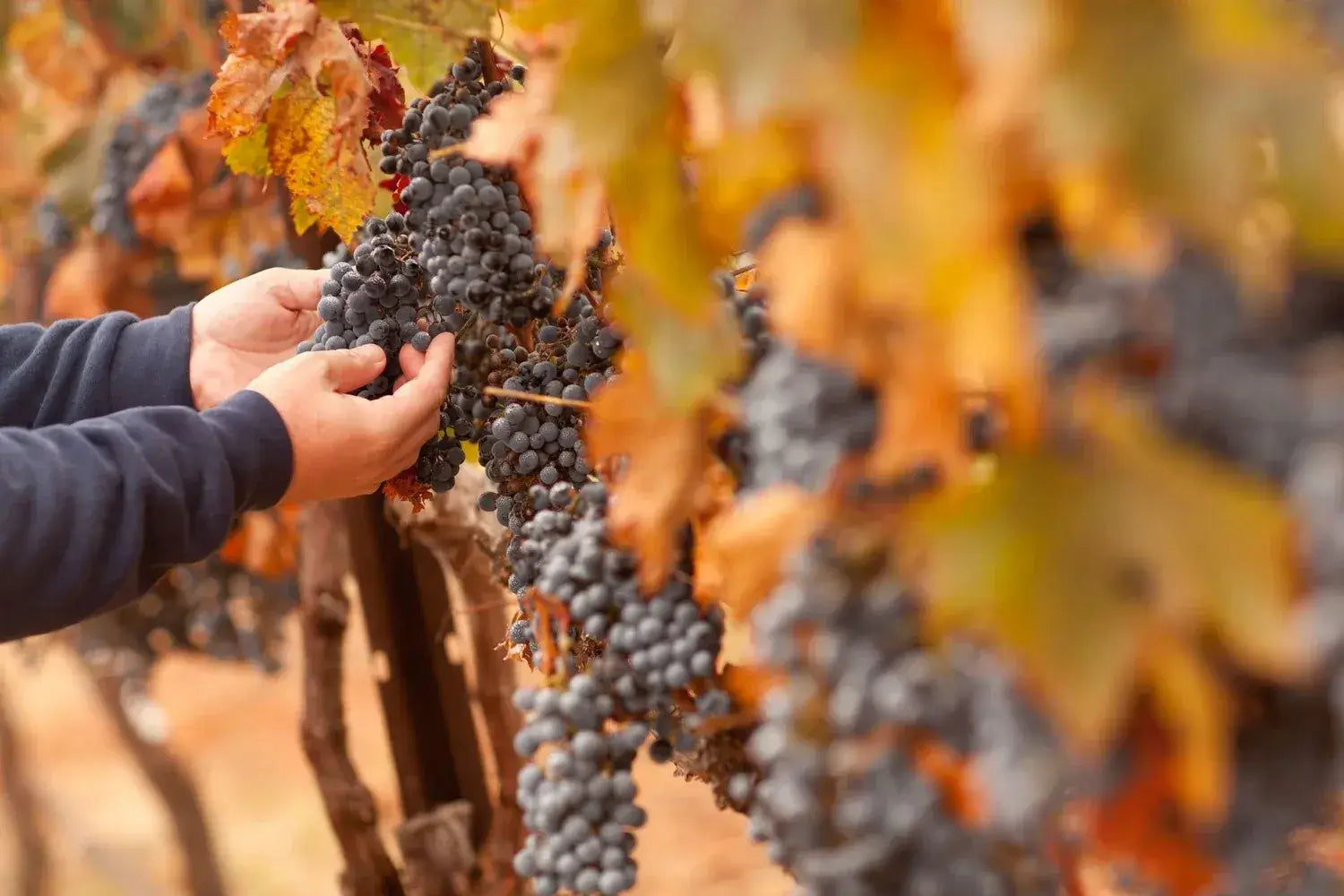 Hand holding a cluster of grapes with blurred autumn leaves in the background
